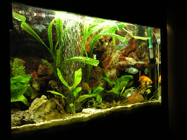 akvrium