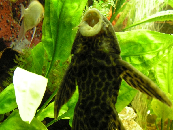 akvrium