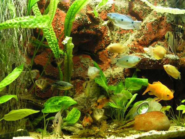 akvrium