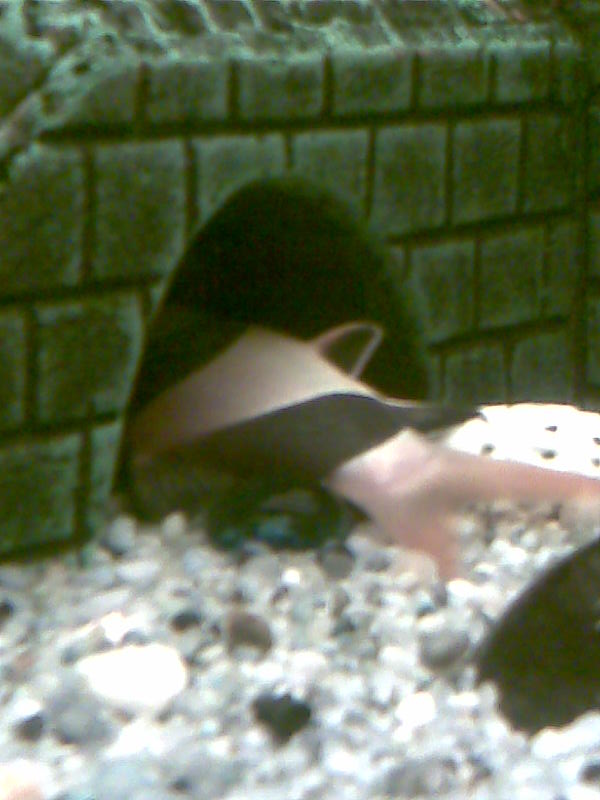 akvrium