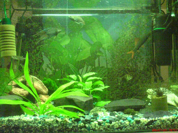 akvrium