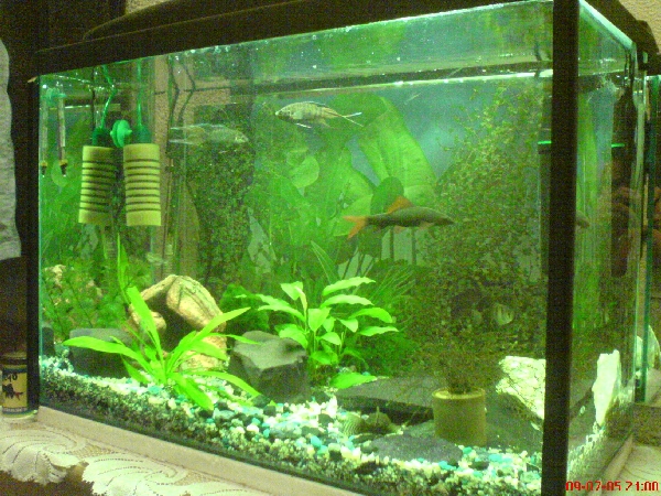 akvrium