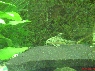 akvrium