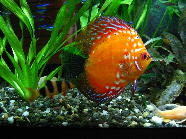 akvrium