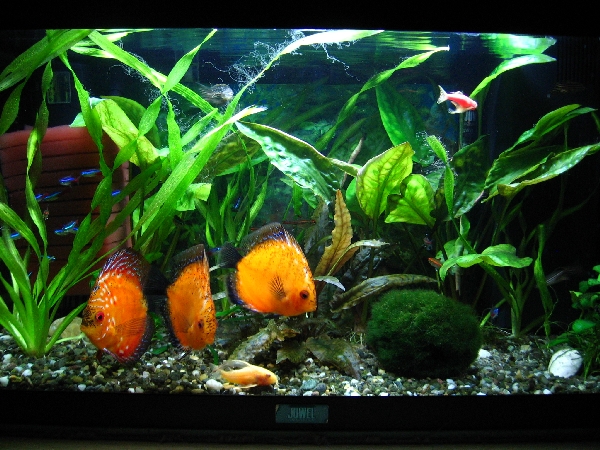 akvrium