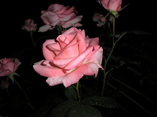 P5310045.jpg