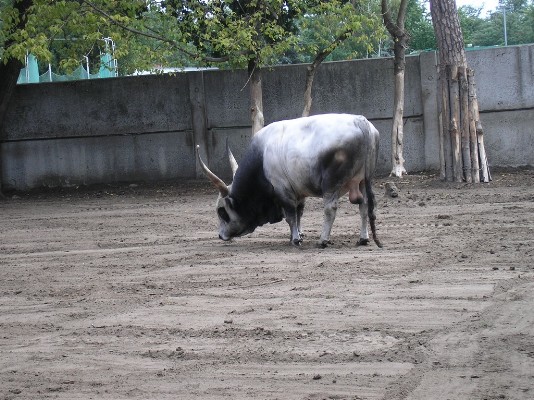 2009.aug.2+debreceni 031.jpg
