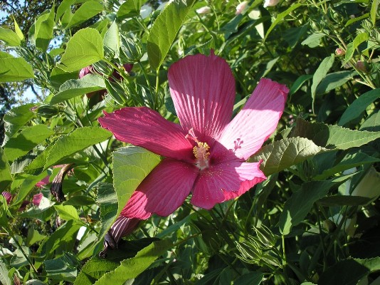 2009.aug.2+debreceni 055.jpg