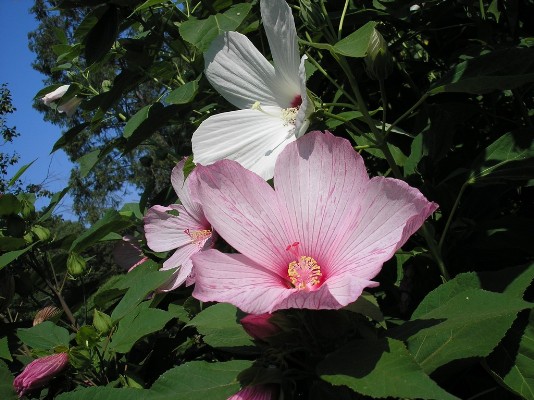 2009.aug.2+debreceni 059.jpg
