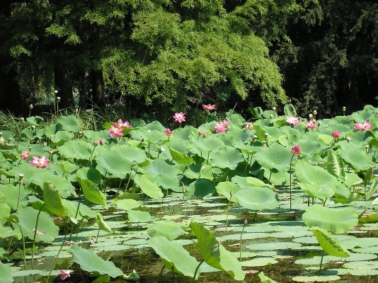 2009.aug.2+debreceni 073.jpg