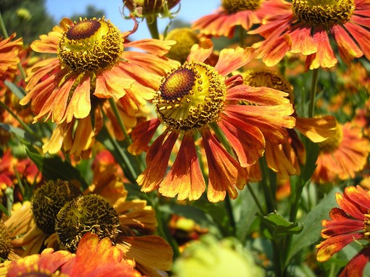 2009.aug.2+debreceni 079.jpg