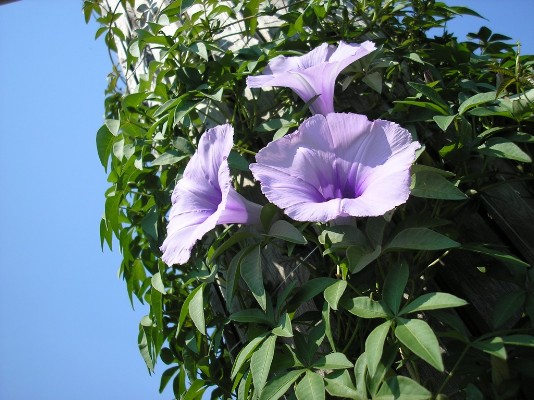 2009.aug.2+debreceni 110.jpg