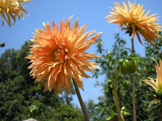 2009.aug.2+debreceni 124.jpg
