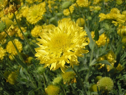2009.aug.2+debreceni 144.jpg