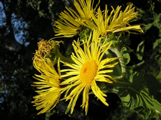 2009.aug.2+debreceni 146.jpg