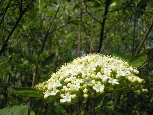 P4130151.jpg