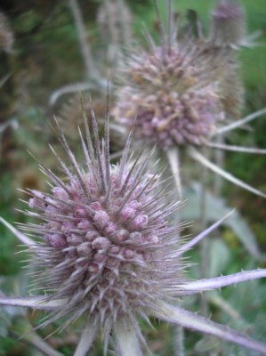 PA110093.jpg