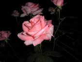 P5310045.jpg