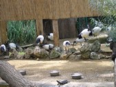 2009.aug.2+debreceni 025.jpg