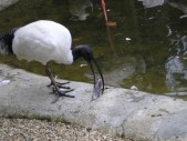 2009.aug.2+debreceni 029.jpg