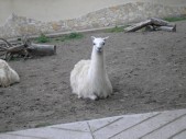 2009.aug.2+debreceni 036.jpg