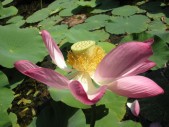 2009.aug.2+debreceni 066.jpg