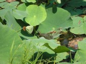 2009.aug.2+debreceni 068.jpg