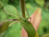 P4220162.jpg