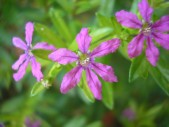 P4130241.jpg