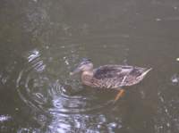 p8180147_small.jpg