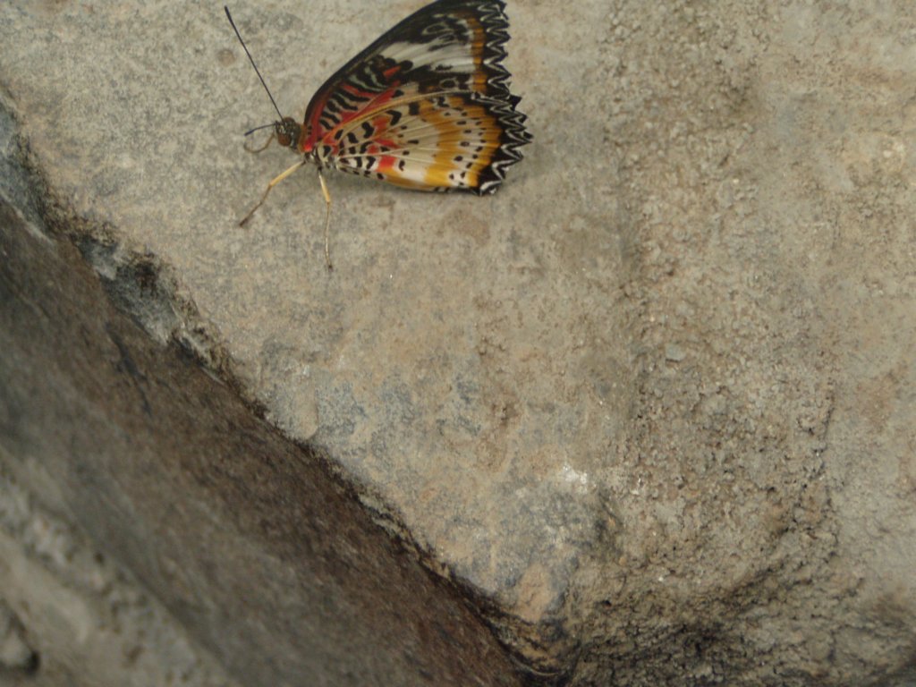 p7010129.jpg
