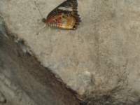 p7010129_small.jpg