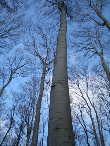 338x457 pixels (97K)