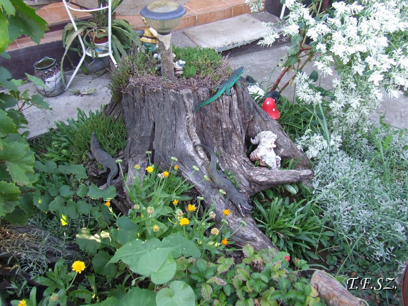DSCF2490.JPG