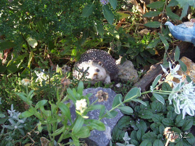 DSCF2494.JPG