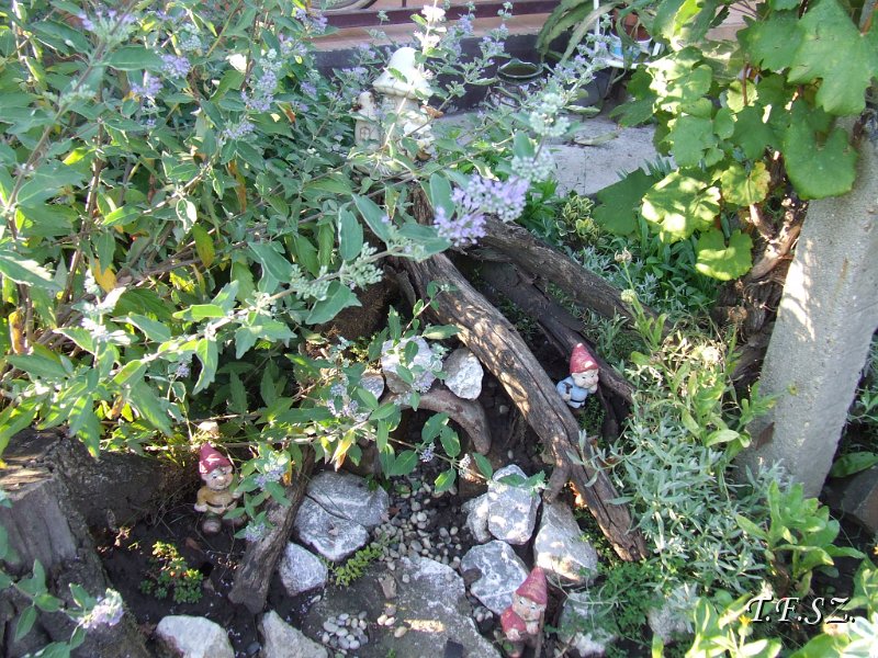 DSCF2495.JPG
