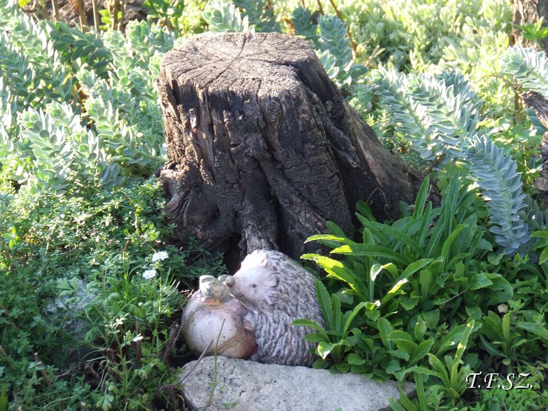 DSCF2516.JPG