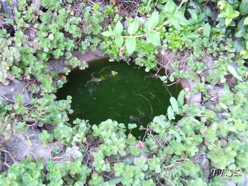 DSCF2520.JPG