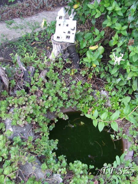DSCF2521.JPG