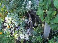 DSCF2491