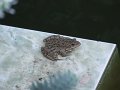 DSCF2505