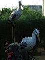 DSCF2531