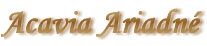 Acavia Ariadn