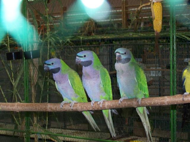 kinak.jpg