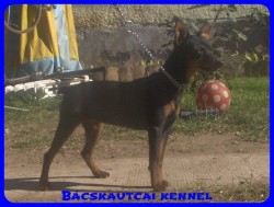 Bcskautcai Amazon
