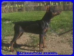 Bcskautcai Amazon