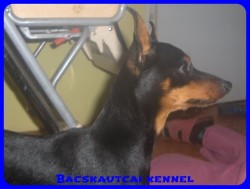 Bcskautcai Amazon