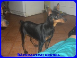 Bcskautcai Amazon