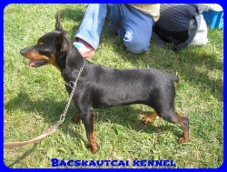 Bcskautcai Amazon