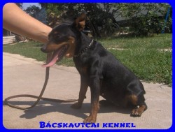 Bcskautcai Amazon